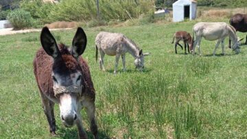 Donkey Club Skiathos