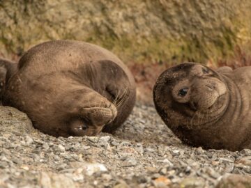 Monachus monachus_fokia