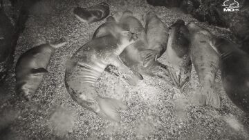 fokies_nissos_piperi_alonissos