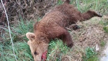 arkoudaki_drosero_kozanis_nekro_2