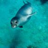 Monachus monachus