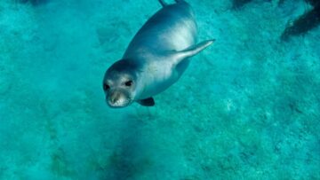 Monachus monachus