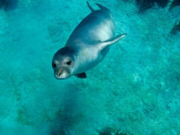 Monachus monachus