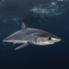 karcharias_Isurus oxyrinchus