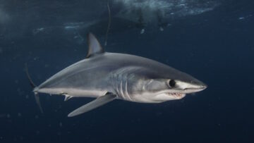 karcharias_Isurus oxyrinchus