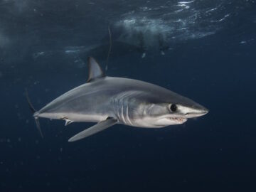 karcharias_Isurus oxyrinchus