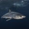 karcharias_Isurus oxyrinchus
