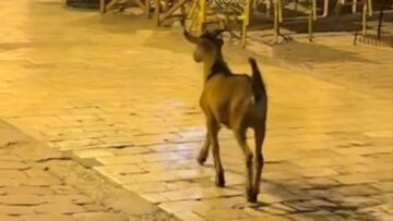 katsiki_papadiamanti_skiathos
