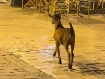 katsiki_papadiamanti_skiathos