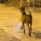 katsiki_papadiamanti_skiathos